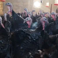 بوقلمون برنز انگلیس تما نر