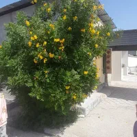 فروش ویلایی ۳۰۰متری با باغ ثمری کنار بابای