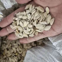 تخم کدو|عمدهفروشی|خان ببین, |دیوار