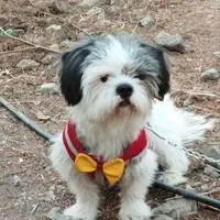 واگذاری سگ|سگ|اصفهان, گلستان|دیوار