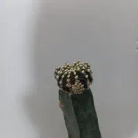 گل و کاکتوس|گل و گیاه طبیعی|شاهرود, |دیوار