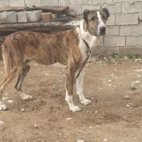 واگذاری سگ افغان خراسانی