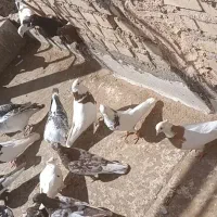 35تا کفترت نقش|پرنده|یزد, |دیوار