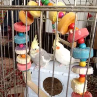 سه عددعروس هلندی