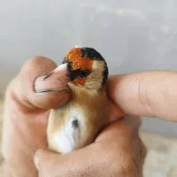 سهره کت بازکن و دورگ|پرنده|شیراز, نصر|دیوار