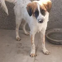 اگذاری سگ|سگ|صدرا-فارس, فاز ۱|دیوار