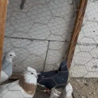 تعدادی کفتر|پرنده|مشهد, امام رضا (ع)|دیوار