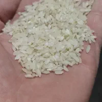 برنج کامفیروزی