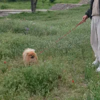 سگ پامر|سگ|زنجان, |دیوار