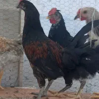 جوجه خروس|حیوانات مزرعه|مشهد, سمزقند|دیوار