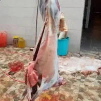 قصابی