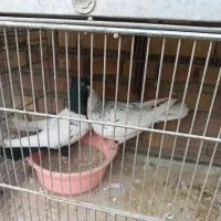 ۶ جفت کبوتر