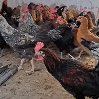 جوجه خروس و جوجه مرغ محلی  باری دمتخم در شیراز|حیوانات مزرعه|شیراز, ده پیاله|دیوار