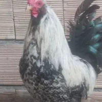 مرغ خروس