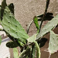 کاکتوس|گل و گیاه طبیعی|نیشابور, هفده شهریور|دیوار