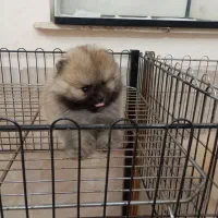 پامر خرسی وعروسکی وپودل