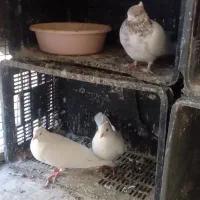 تعداد ۴کبوتر فروشی|پرنده|شاهرود, |دیوار