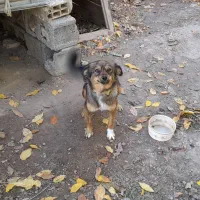 بیستی نر وماده|سگ|اهر, |دیوار