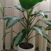 گل های طبیعی ـ مناسب دکور و هدیه|گل و گیاه طبیعی|ربط, |دیوار