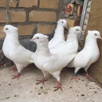 کبوتر چشم و نوک سفید اصیل اراکی