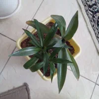 گل موسی  سرحال وشاداب