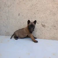 توله مالینویز