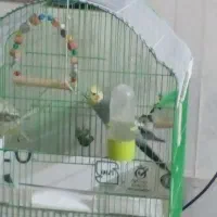 عروس هلندی|پرنده|خوی, |دیوار