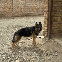 ماده ژرمن جفت نخورده ۱۰ ماهه