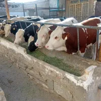 گوساله نر سیمینتال|حیوانات مزرعه|پیشخور, |دیوار