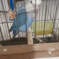 ی جفت کوتوله برزیلی خوشکل