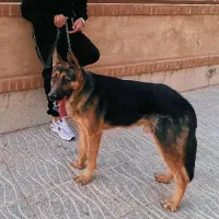 آماده کشش سگ ژرمن نر تیپ کلاسیک کمرگیر عالی