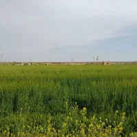زمین-ده-چاشت