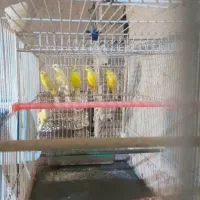 ۱۰ تا قناری