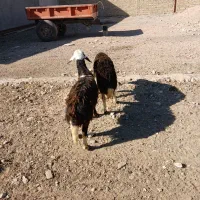 بره قوچ|حیوانات مزرعه|اشترینان, |دیوار