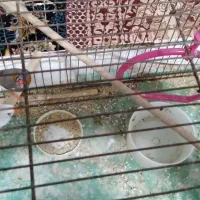 فنج|پرنده|خمین, |دیوار