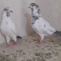 کفتر پرشی کله دم سبز خال قدیم