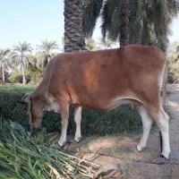 گاو و گوساله منوجان
