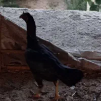 مرغ لاری اصیل نژاددار