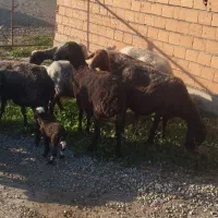 گوسفند|حیوانات مزرعه|سیمین شهر, |دیوار