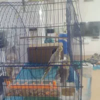 یک جفت عروس هلندی مولد|پرنده|مهاباد (آذربایجان غربی), |دیوار