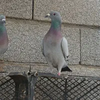 کبوتر مسافتی