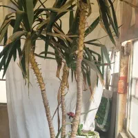 گل یوگا بزرگ|گل و گیاه طبیعی|مشهد, هنرور|دیوار