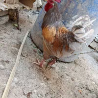 خروس|حیوانات مزرعه|شیراز, کرونی(خاتونک)|دیوار