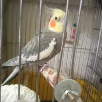 عروس هلندی نر سینامون