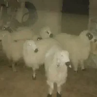 بره ماده|حیوانات مزرعه|ریگ ملک, |دیوار