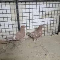 کفتر سینه ای|پرنده|جویم, |دیوار