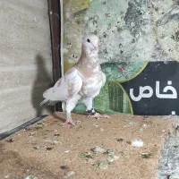 دم سفیدای درجه یک.سار.چپ لیمویی ماده|پرنده|مشهد, خرمشهر|دیوار