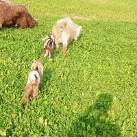 فروش دو عدد بز با چهار تا بزغاله نر نژاد دوقلو زا|حیوانات مزرعه|سرپل ذهاب, |دیوار