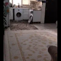 ومنزل.