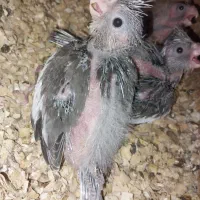 عروس هلندی جوجه سرلاکی